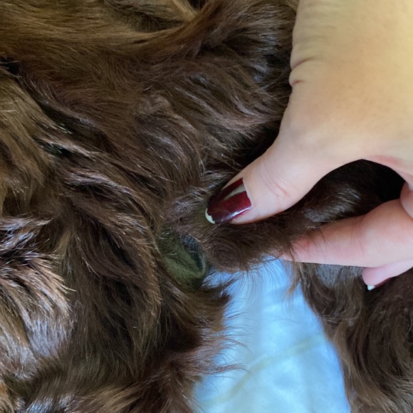 Vintage 30s 40s Chestnut Brown Curly Lamb Fur Coat S - Picture 12 of 13